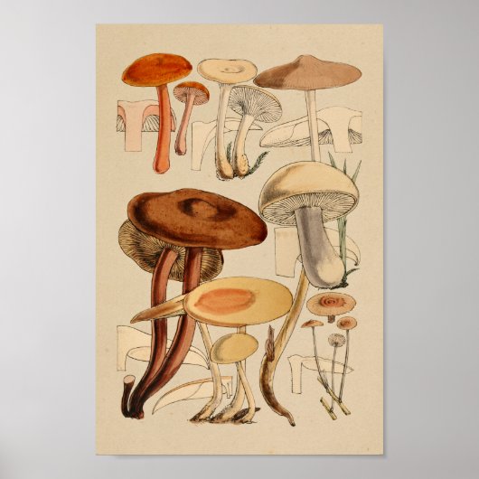  paddenstoelen Varieties Rode bruine kunst afdrukk Poster (Voorkant)