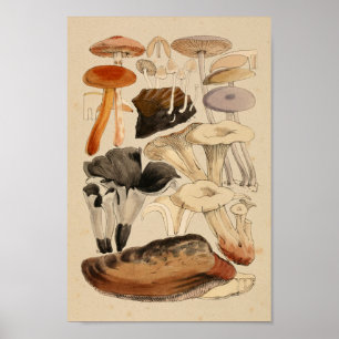  paddenstoelen Varieties Rode bruine kunst afdrukk Poster