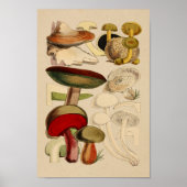  paddenstoelen Varieties Rode groene kunst afdrukk Poster (Voorkant)