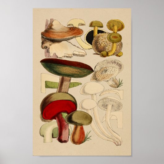 paddenstoelen Varieties Rode groene kunst afdrukk Poster (Voorkant)
