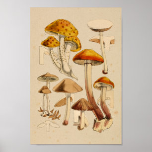  paddenstoelen Varieties Rode Oranje kunst afdrukk Poster