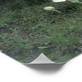 Paddenstoelen voor Poster (Hoek)