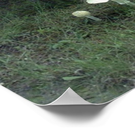 Paddenstoelen voor Poster (Hoek)