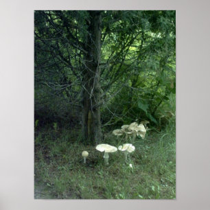Paddenstoelen voor Poster