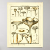  paddenstoelen White Fungus French Art Print (Voorkant)