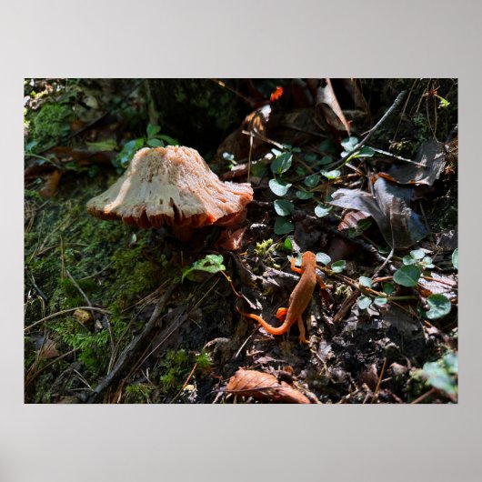 Paddenstoelenbos Poster (Voorkant)