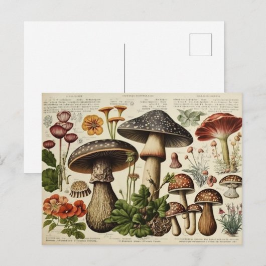  paddenstoelenkast ontkoppelen briefkaart (Voorkant / Achterkant)