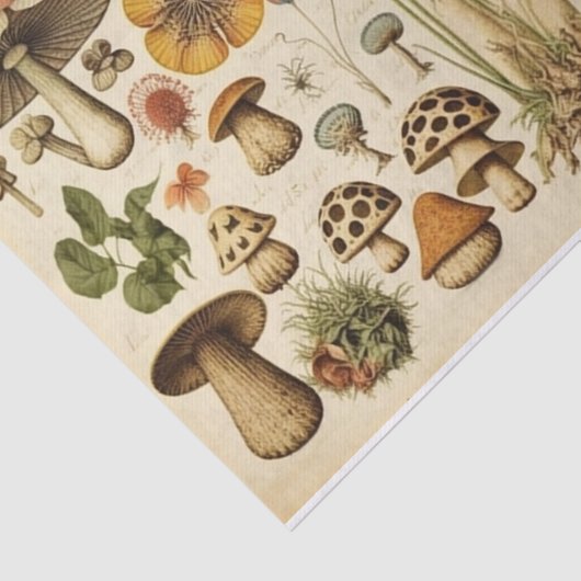  paddenstoelenkast ontkoppelen tissuepapier (Detail)