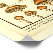  paddenstoelenvariëteiten Franse kunst Poster (Hoek)