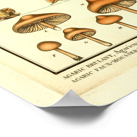  paddenstoelenvariëteiten Franse kunst Poster (Hoek)