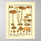  paddenstoelenvariëteiten Franse kunst Poster (Voorkant)