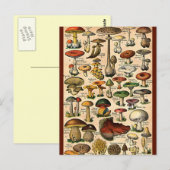  paddenstoelgids briefkaart (Voorkant / Achterkant)