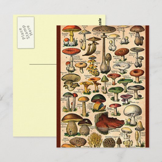 paddenstoelgids briefkaart (Voorkant / Achterkant)