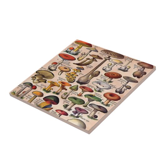  paddenstoelgids tegeltje (Zijkant)