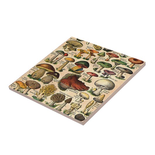  paddenstoelgids tegeltje (Zijkant)