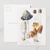 Paddenstoelgroenten Botanisch Briefkaart (Voorkant / Achterkant)