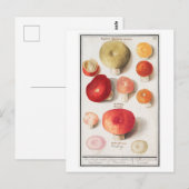  paddenstoelillustratie briefkaart (Voorkant / Achterkant)