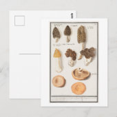  paddenstoelillustratie briefkaart (Voorkant / Achterkant)