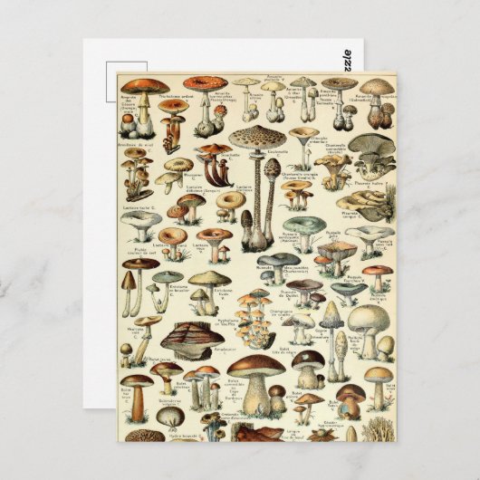  paddenstoelkunst van 1909 van Adolphe Millot Briefkaart (Voorkant / Achterkant)