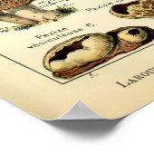  paddenstoelkunst van 1909 van Adolphe Millot Poster (Hoek)