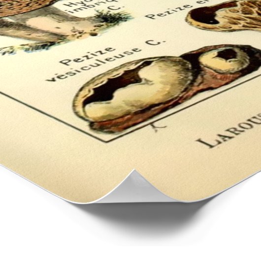  paddenstoelkunst van 1909 van Adolphe Millot Poster (Hoek)