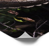 paddenstoeloog poster (Hoek)