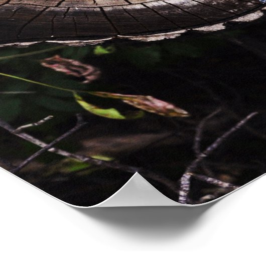 paddenstoeloog poster (Hoek)