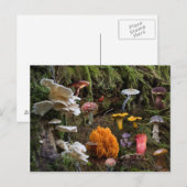 Paddenstoelparadijs Briefkaart (Voorkant / Achterkant)