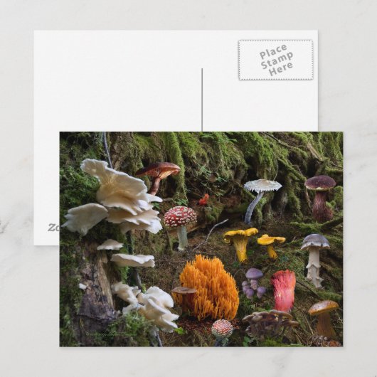 Paddenstoelparadijs Briefkaart (Voorkant / Achterkant)