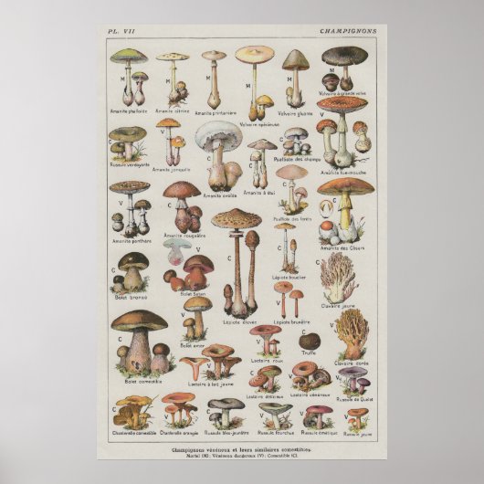 PaddenstoelPoster Poster (Voorkant)