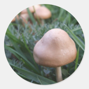 paddenstoeltjes ronde sticker
