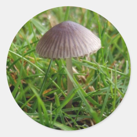 paddenstoeltjes ronde sticker (Voorkant)