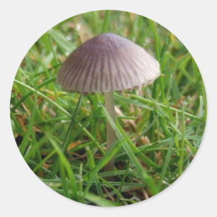 paddenstoeltjes ronde sticker