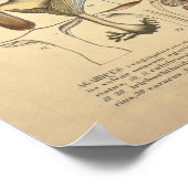 paddenstoelvariëteit Rood geel afdrukken Poster (Hoek)