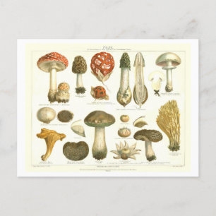  Paddestoel Botanisch Briefkaart