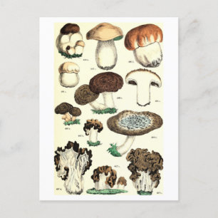 Paddestoel Botanisch Briefkaart
