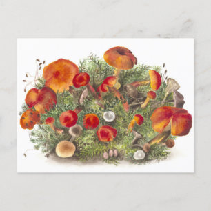 Paddestoel Botanische Illustratie Briefkaart