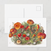  Paddestoel Botanische Illustratie Briefkaart (Voorkant / Achterkant)