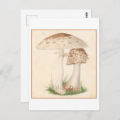  Paddestoel Botanische Illustratie Briefkaart (Voorkant / Achterkant)