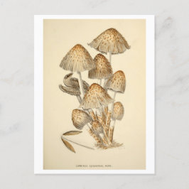 Paddestoel Botanische Illustratie Briefkaart