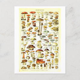 Paddestoel Botanische Illustratie Briefkaart