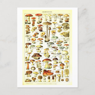  Paddestoel Botanische Illustratie Briefkaart