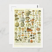  Paddestoel Botanische Illustratie Briefkaart (Voorkant / Achterkant)