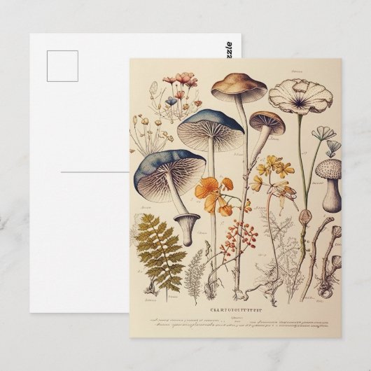  Paddestoel Naturalist Briefkaart (Voorkant / Achterkant)