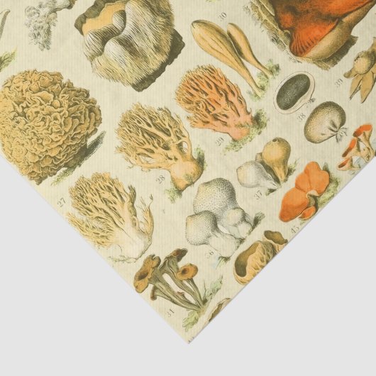 Paddestoel  paddestoel Antiek illustratie Tissuepapier (Detail)