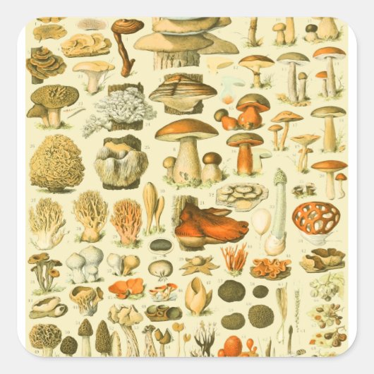 Paddestoel  paddestoel Antiek illustratie Vierkante Sticker (Voorkant)