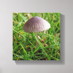 Paddestoel Wanddecoratie Canvas Print