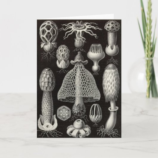 Paddestoelen Ernst Haeckel - Basimycetes Kaart (Voorkant)