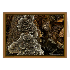 Paddestoelen: Schoonheid in Natuur