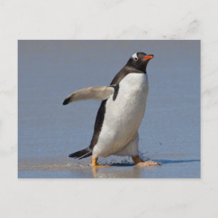 Paddling Gentoo Briefkaart